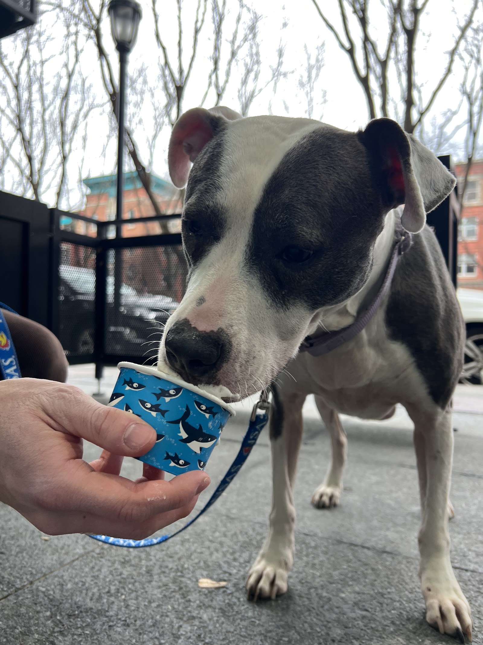 Pup Cup Heaven in Cincinnati